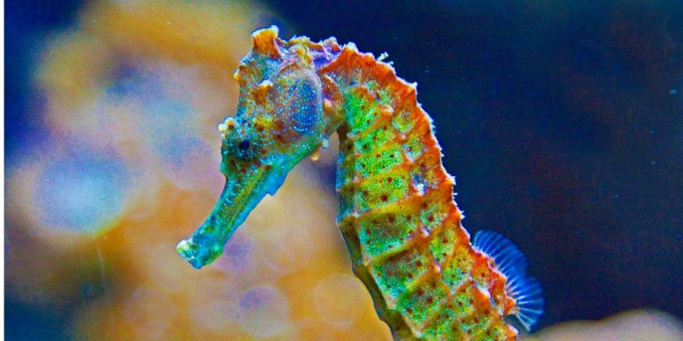 Good News for Seahorses